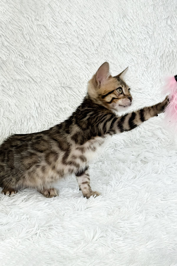 Duchess | Bengal Kitten