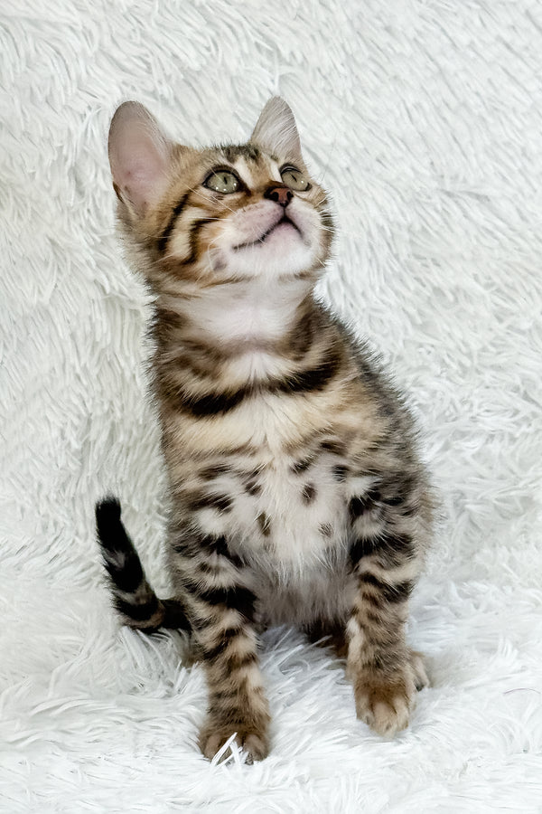 Duchess | Bengal Kitten