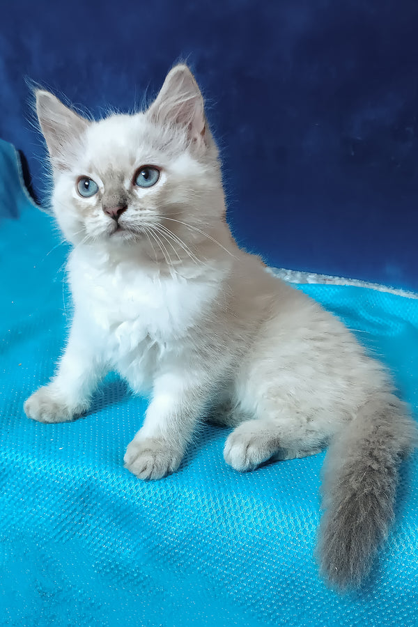Douglas | Siberian Kitten