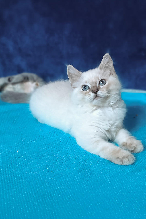 Douglas | Siberian Kitten