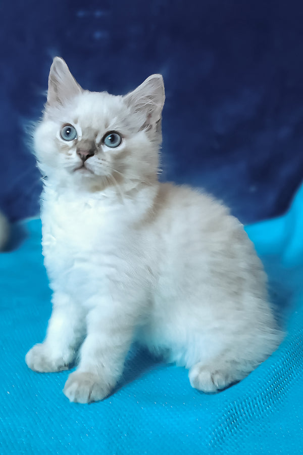 Douglas | Siberian Kitten