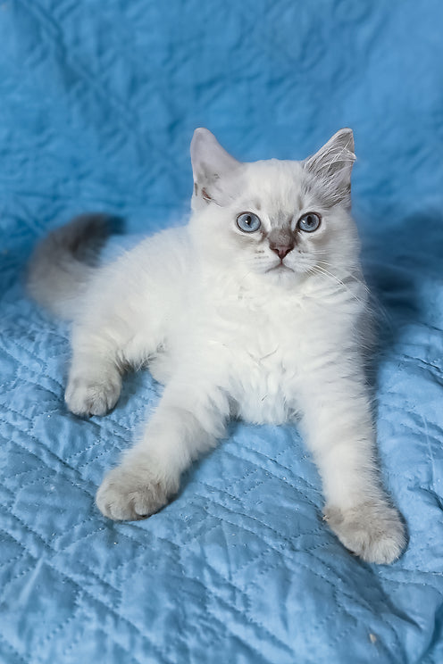 Douglas | Siberian Kitten