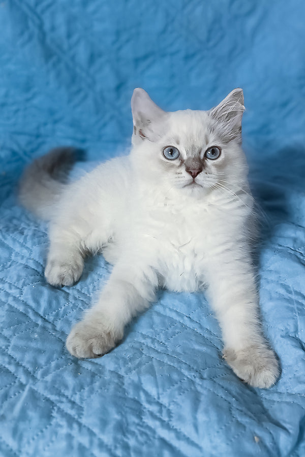 Douglas | Siberian Kitten
