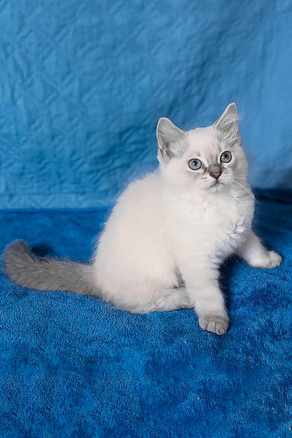 Douglas | Siberian Kitten