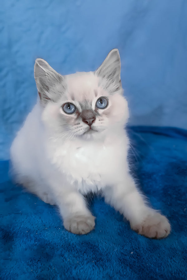 Douglas | Siberian Kitten