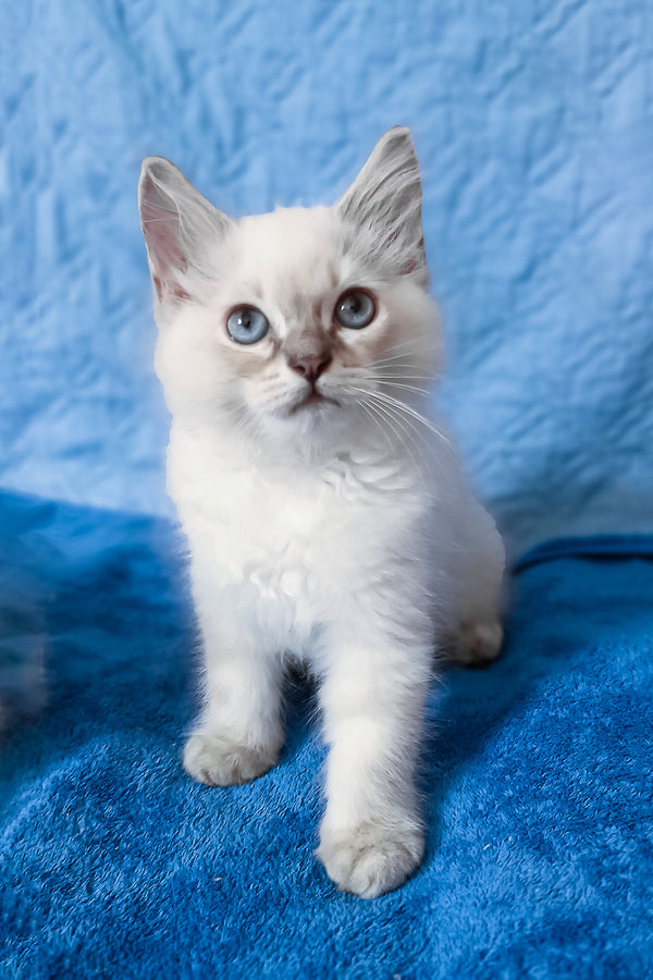 Douglas | Siberian Kitten