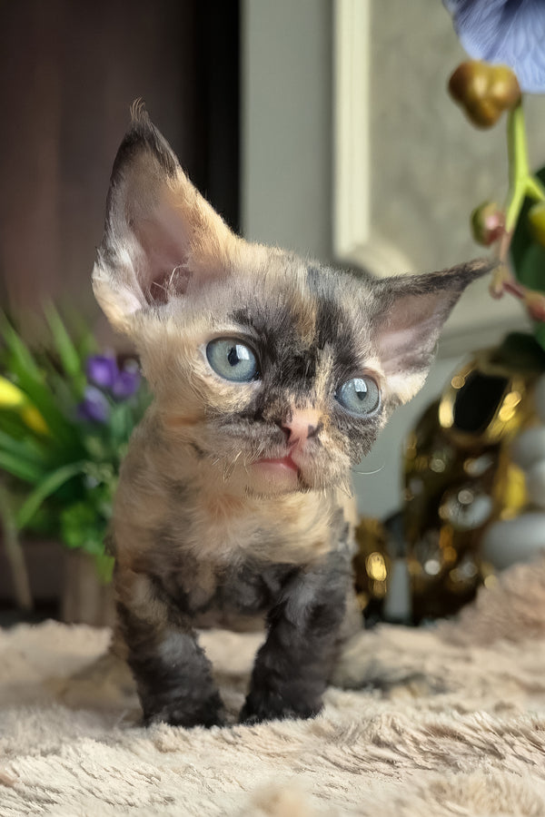 Duna | Devon Rex Kitten