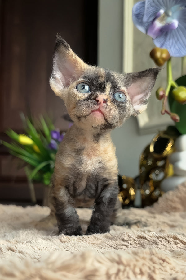 Duna | Devon Rex Kitten