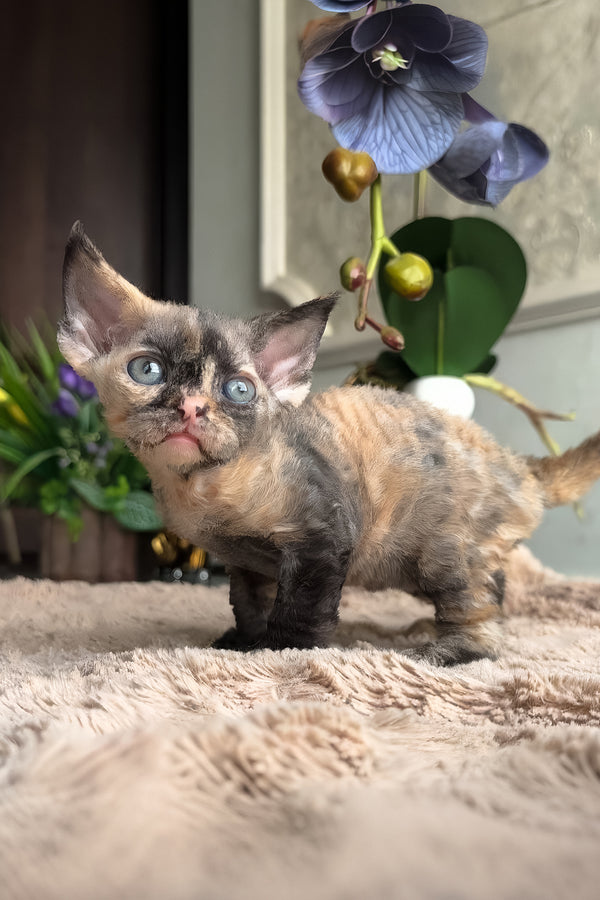 Duna | Devon Rex Kitten