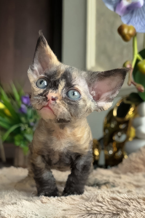 Duna | Devon Rex Kitten
