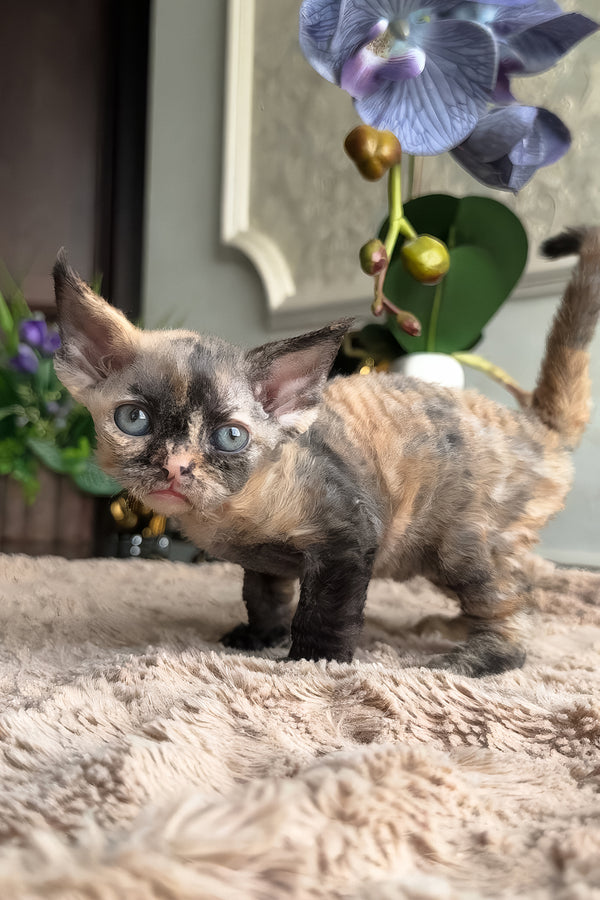 Duna | Devon Rex Kitten