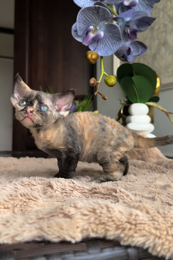 Duna | Devon Rex Kitten