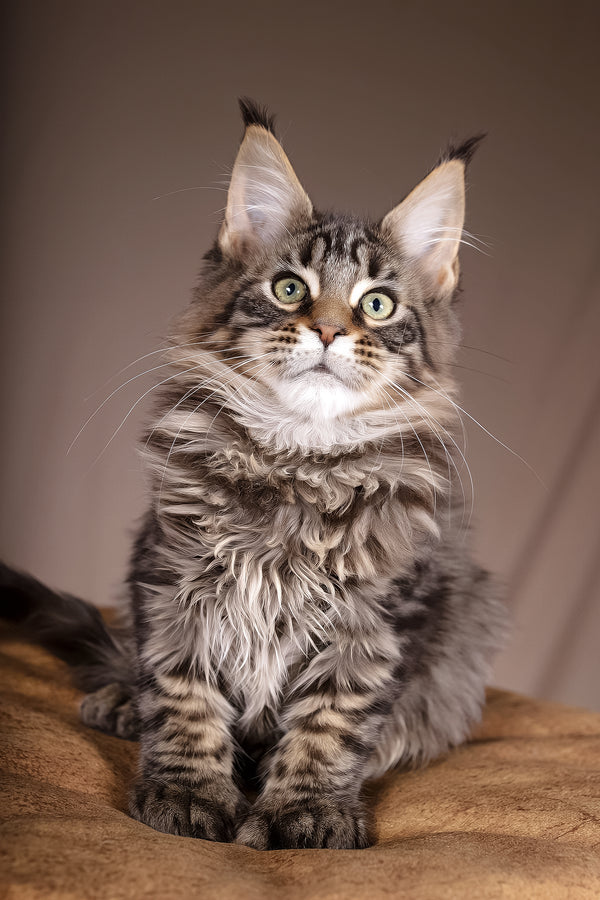 Aura | Polydactyl Maine Coon Kitten