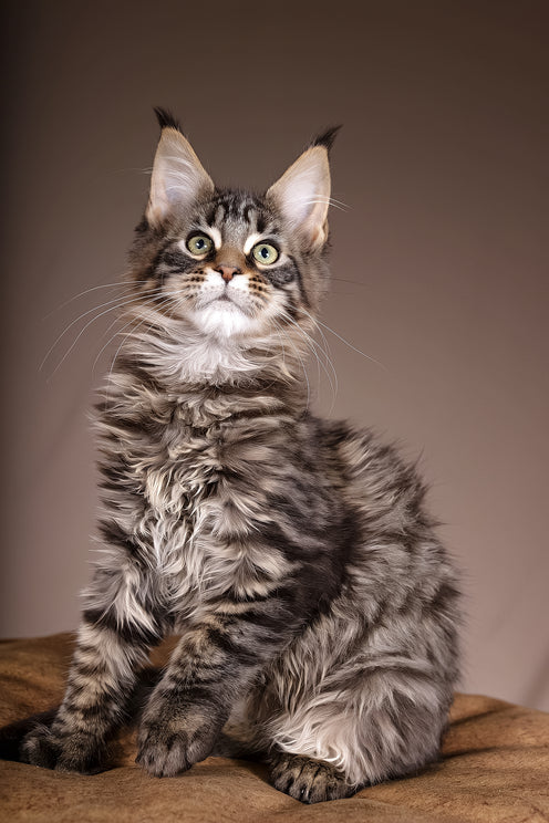 Aura | Polydactyl Maine Coon Kitten