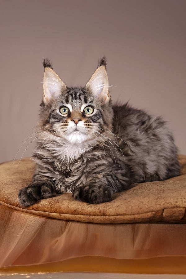 Aura | Polydactyl Maine Coon Kitten