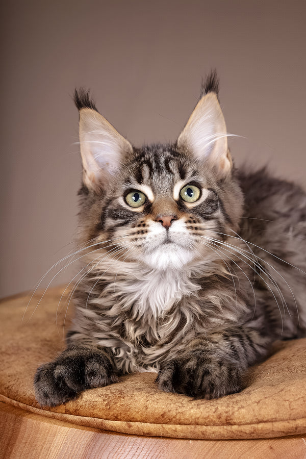 Aura | Polydactyl Maine Coon Kitten