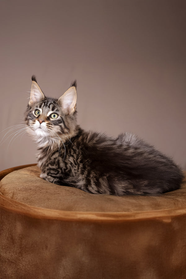 Aura | Polydactyl Maine Coon Kitten