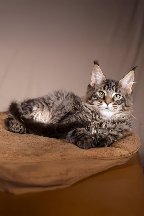 Aura | Polydactyl Maine Coon Kitten