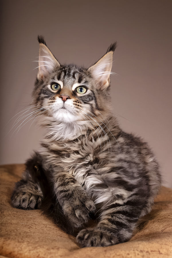 Aura | Polydactyl Maine Coon Kitten