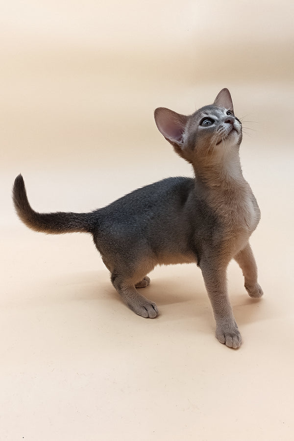 Eric | Abyssinian Kitten