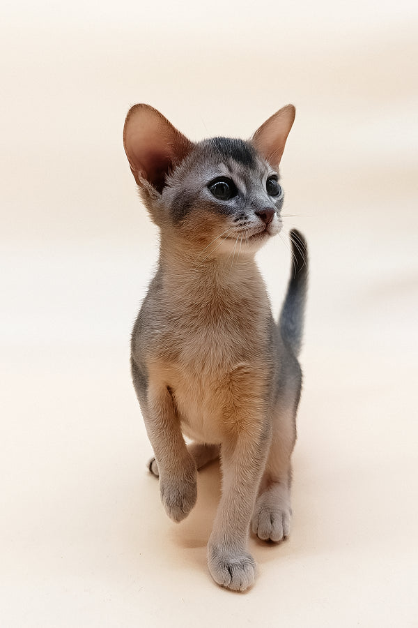 Eric | Abyssinian Kitten