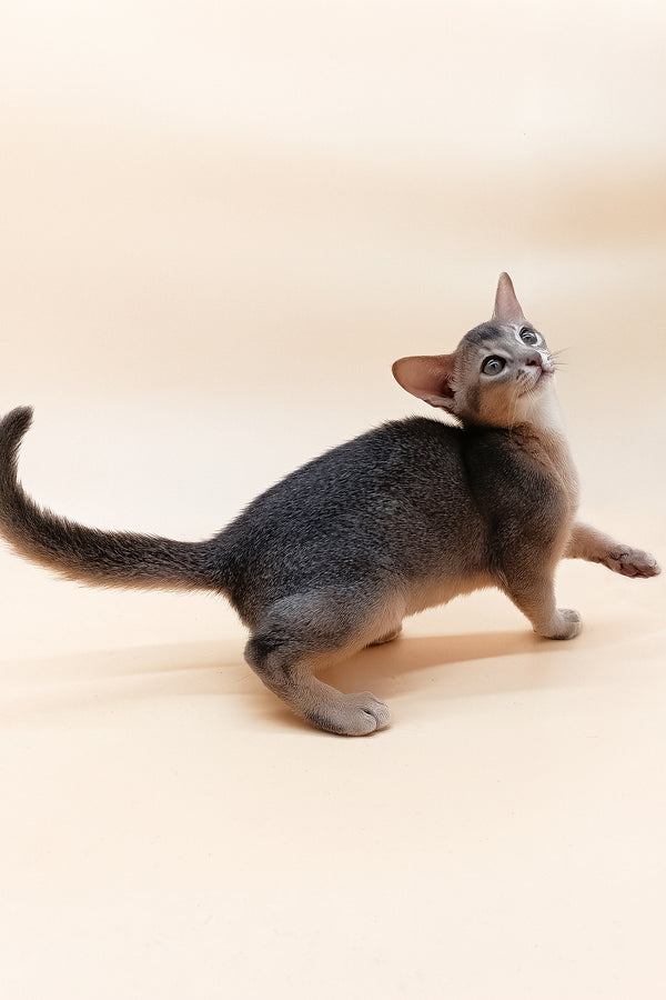 Eric | Abyssinian Kitten