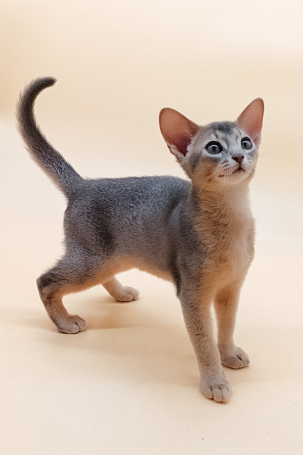 Eric | Abyssinian Kitten