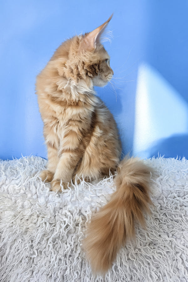 Grace | Maine Coon Kitten