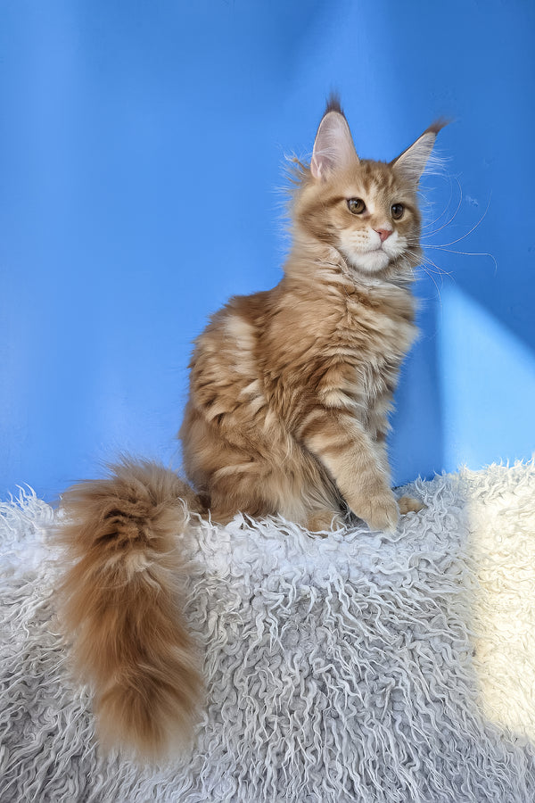 Grace | Maine Coon Kitten