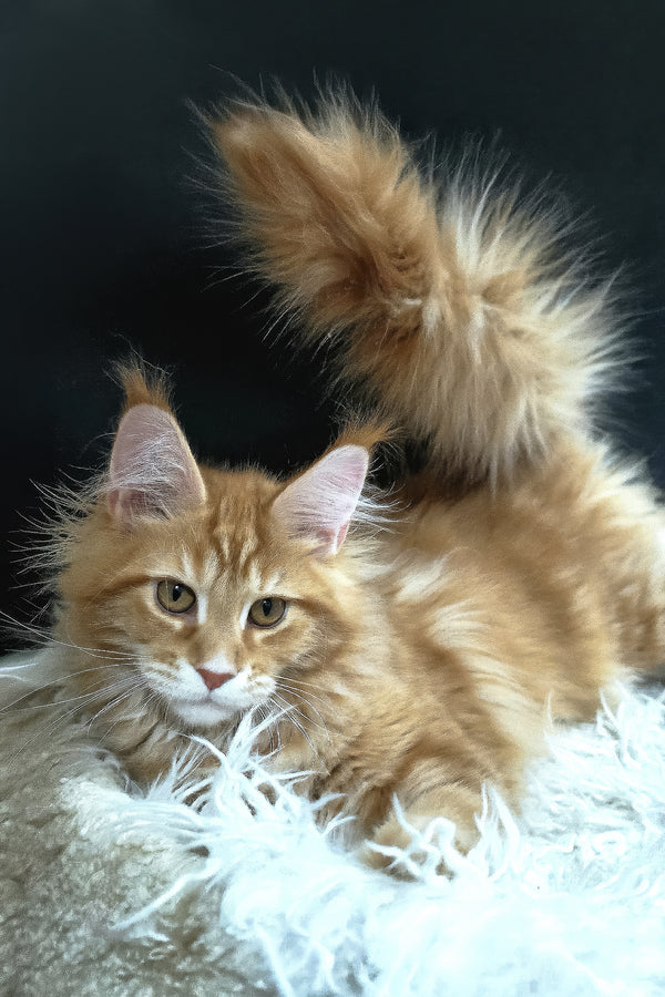 Grace | Maine Coon Kitten