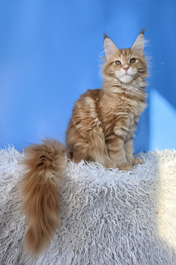 Grace | Maine Coon Kitten