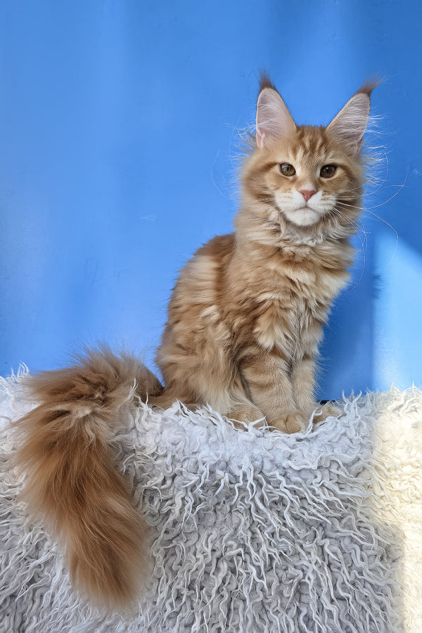 Grace | Maine Coon Kitten