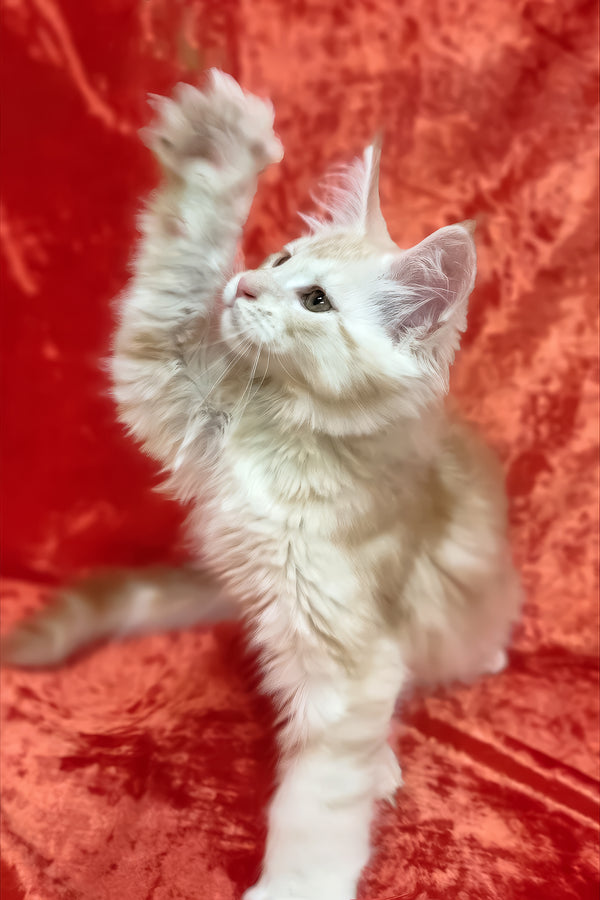 Ilis | Maine Coon Kitten
