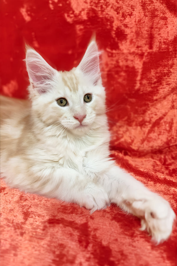 Ilis | Maine Coon Kitten