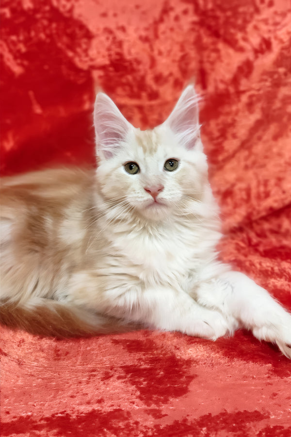 Ilis | Maine Coon Kitten