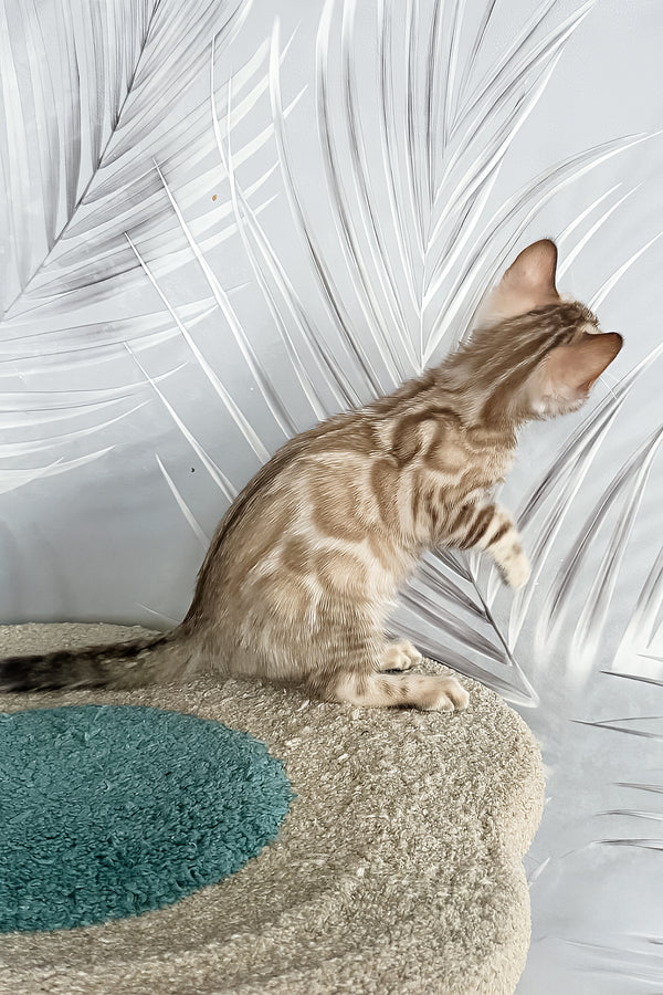Kassiopeia | Bengal Kitten