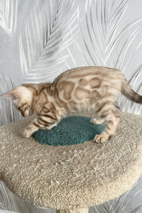 Kassiopeia | Bengal Kitten