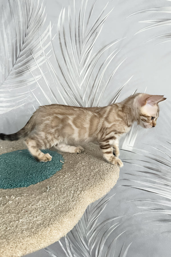 Kassiopeia | Bengal Kitten