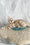 Kassiopeia | Bengal Kitten