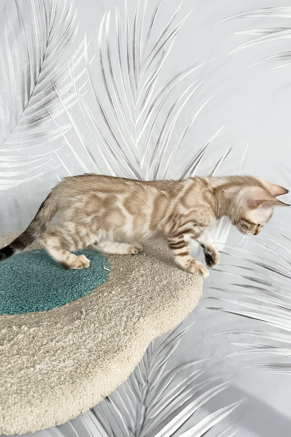 Kassiopeia | Bengal Kitten