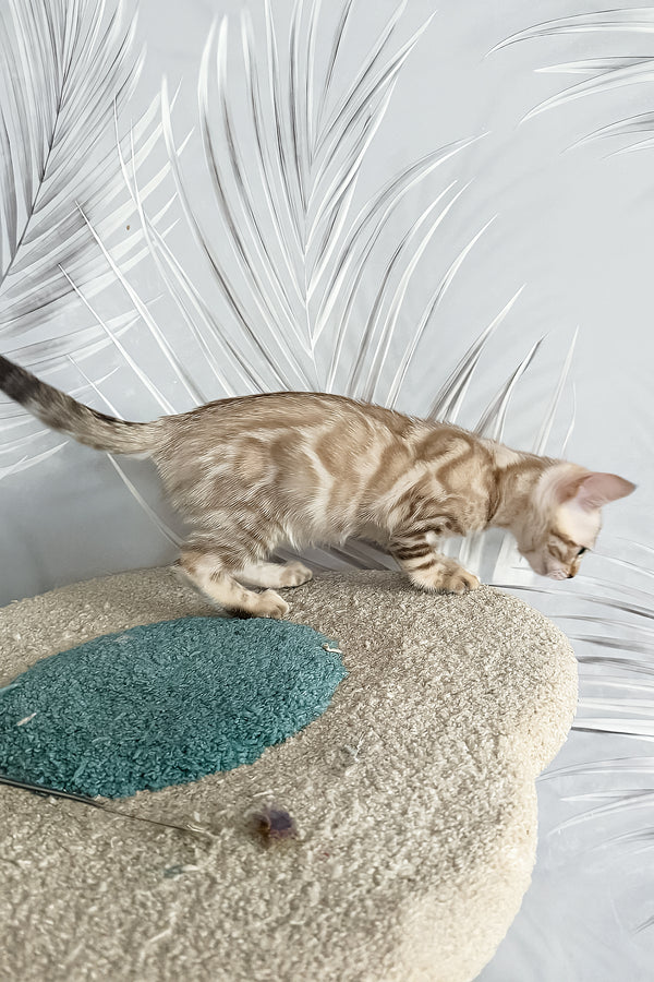 Kassiopeia | Bengal Kitten