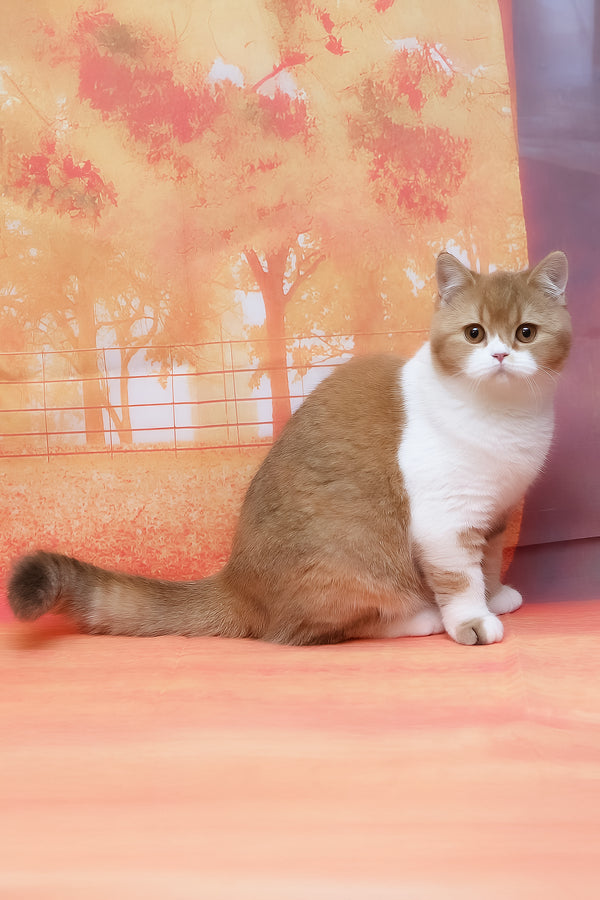 Kitkat | British Shorthair Kitten