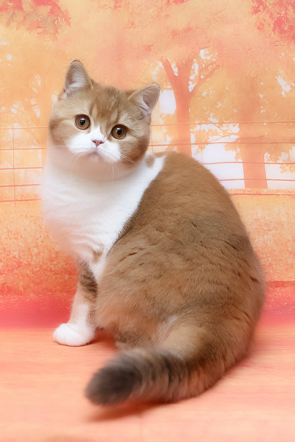 Kitkat | British Shorthair Kitten