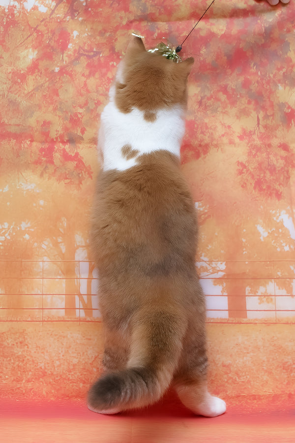 Kitkat | British Shorthair Kitten