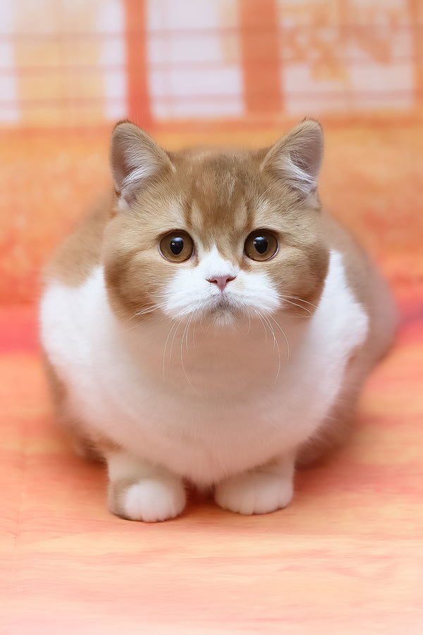 Kitkat | British Shorthair Kitten