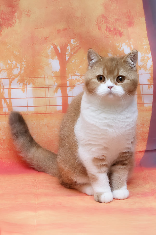 Kitkat | British Shorthair Kitten
