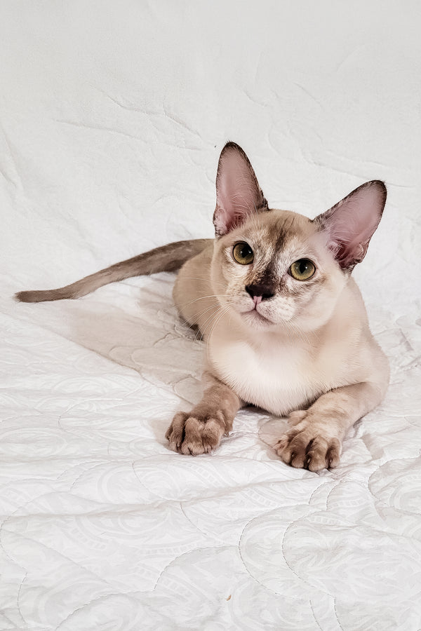 Nickol | Burmese Kitten