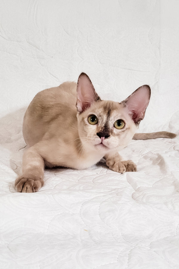 Nickol | Burmese Kitten