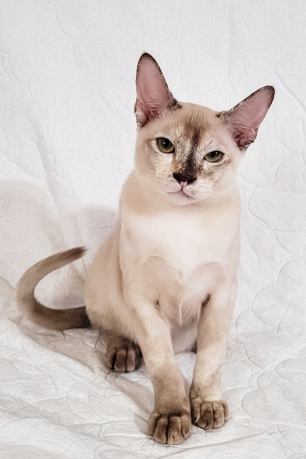 Nickol | Burmese Kitten