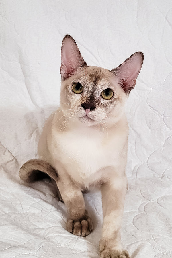 Nickol | Burmese Kitten